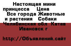 Настоящая мини принцесса  › Цена ­ 25 000 - Все города Животные и растения » Собаки   . Челябинская обл.,Катав-Ивановск г.